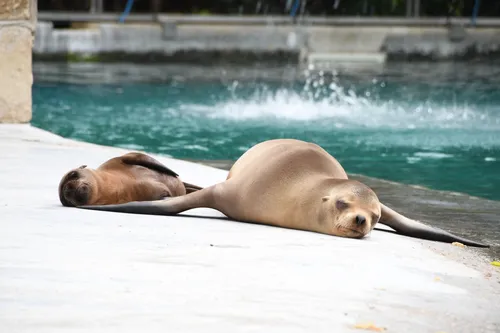 Le zoo d'Amiens rouvre ce 1er février