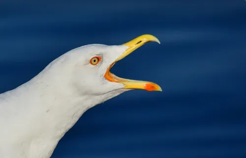Le concours du cri de la mouette de retour ce dimanche à Dunkerque