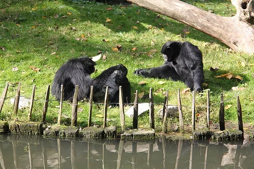 Le zoo de Lille rouvre à son tour ce samedi