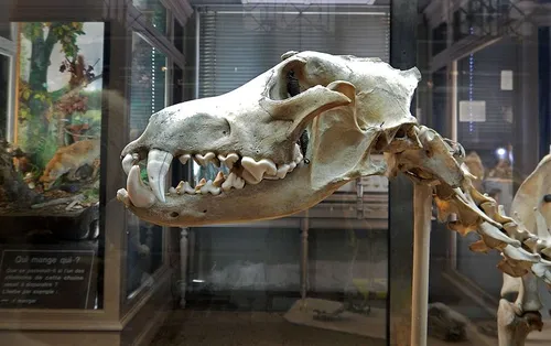 Nouvelle nocturne à la lampe torche au Musée d'histoire naturelle