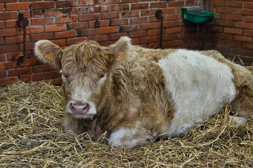 La ferme pédagogique rouvre ce dimanche à Lille