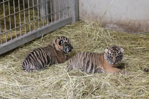 Double naissance au zoo d'Amiens !