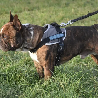 Pourquoi votre chien doit-il parfois être tenu en laisse ?