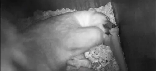 Naissance d'un ours blanc au zoo de Mulhouse