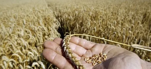 Maroc/AlgÃ©rie - La compÃ©titivitÃ© du blÃ© franÃ§ais chahutÃ©e