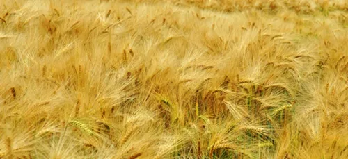 Le blÃ©, une arme stratÃ©gique pour la paix 