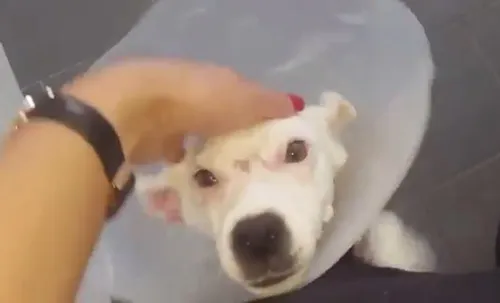 Aix : Bonnie, la petite chienne torturée, va mieux !