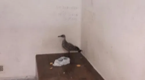 Corse : un bébé goéland en garde à vue à Ajaccio