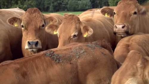 Sondage : le lait chocolaté provient d'une vache marron pour 16,4...