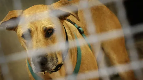 A Bali, des brochettes de chiens vendues aux touristes