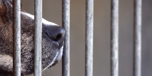 Vaucluse : 11 chiens sauvés chez un éleveur