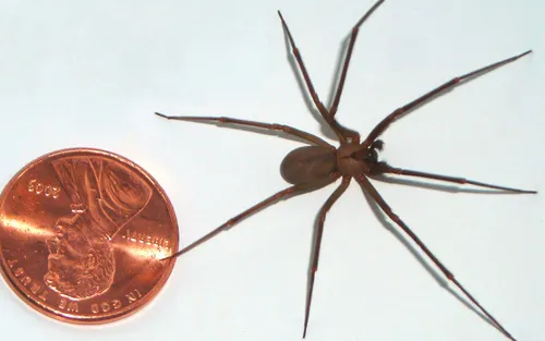 La morsure de la dangereuse recluse brune aurait provoqué plusieurs...