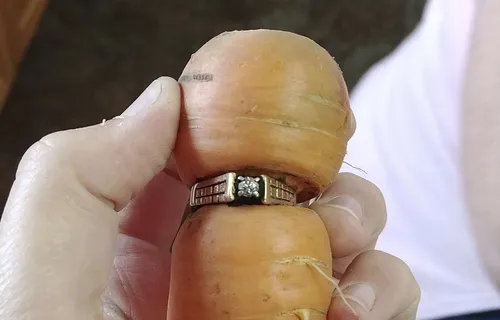 13 ans après, sa bague de fiançailles réapparaît autour d'une carotte