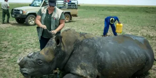 Un éleveur va commercialiser 264 cornes de rhinocéros lors d'une...