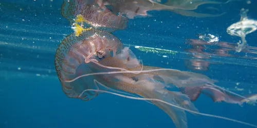 Le retour des méduses en Méditerranée