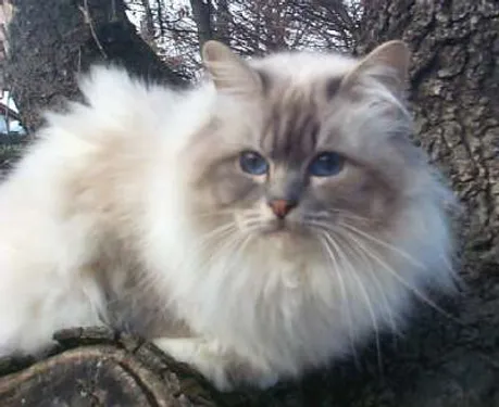 Elle retrouve son chat 9 ans après...