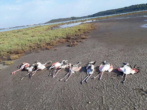 Fos : des flamants roses morts électrocutés