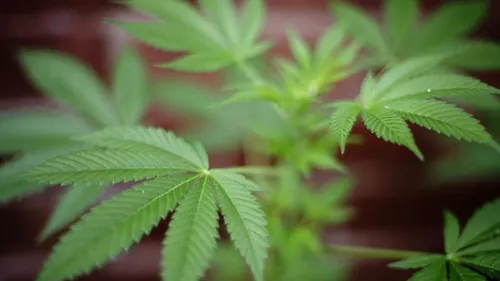 Nice : en moins de 15 jours, 5 bébés ont été hospitalisés après...