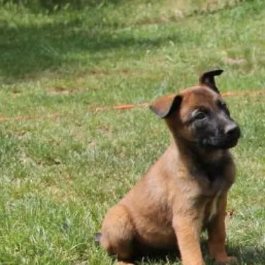 Il tue son chien car il lui rappelle son ex