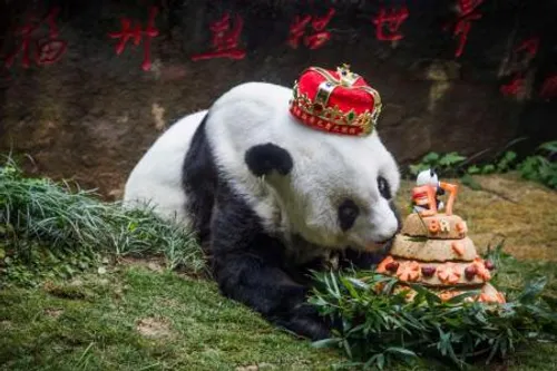 Le plus vieux panda du monde est mort en Chine