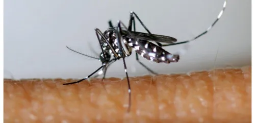 Deux nouveaux cas autochtones de chikungunya dans le Var