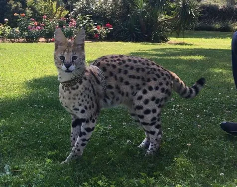 Forte récompense pour retrouver ce chat extraordinaire