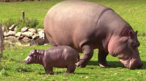 Première naissance d'un bébé hippopotame en 2017 en France