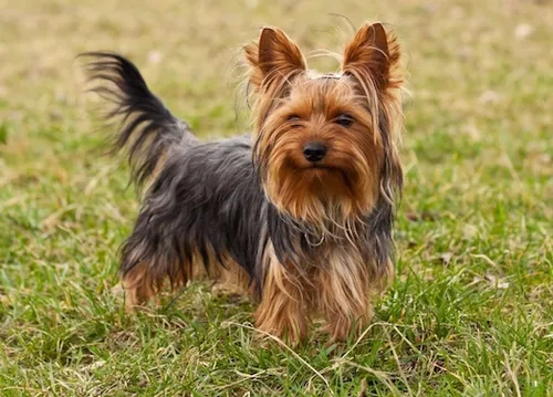 Ils retrouvent leur chien, 5 ans après, à 600 km