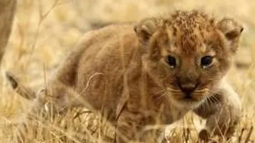 Un bébé lion capturé dans un appartement
