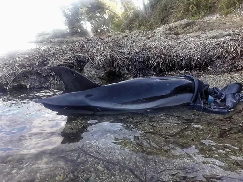 Six-Fours : un dauphin sauvé dans la lagune