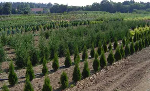 Un village normand offre des arbres à ses habitants