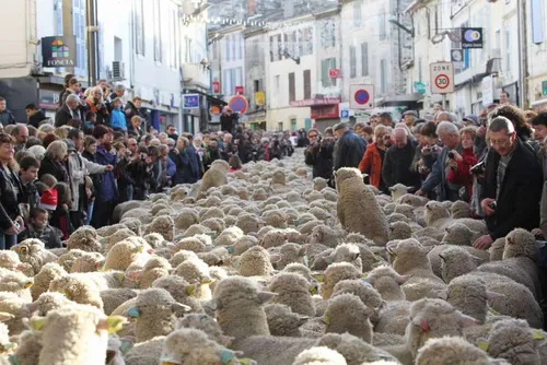 Istres va fêter les bergers et la transhumance