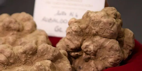 Un lot de truffes blanches a été vendu 75 000 euros
