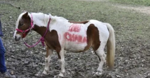 Elle retrouve son poney... tagué