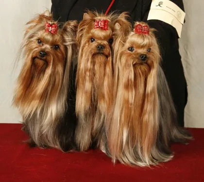 Martigues : les toutous à l'honneur ce week-end !