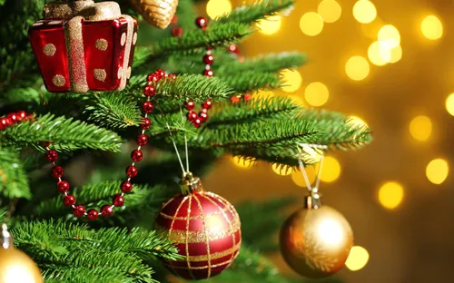 Marseille : avec "Ecosapin", votre sapin livré puis replanté dans...