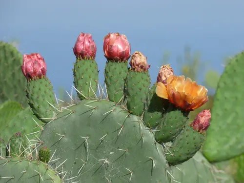 Et si le cactus se retrouvait dans votre assiette ?