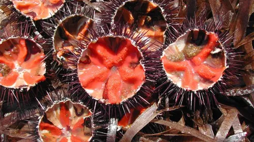 Sausset fête la mer et lance la saison des oursinades !