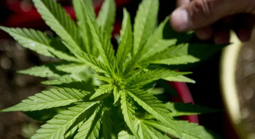 "Naturelle, bio, moins chimique... " : les ados préfèrent l'herbe à...