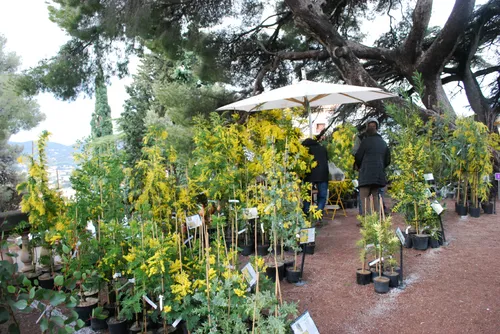 Bormes : Mimosalia a lieu ce week-end