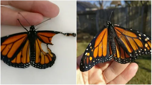 Elle répare l'aile d'un papillon et le sauve !
