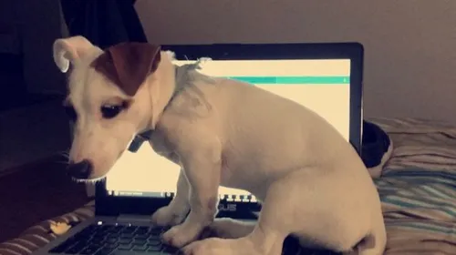 Aix : elle se fait voler son chiot