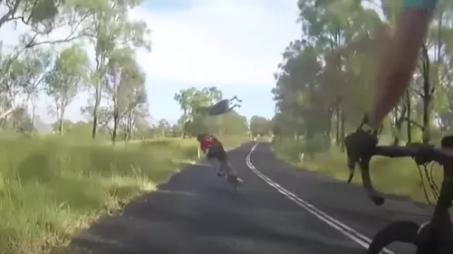 Une cycliste renversée par... un kangourou