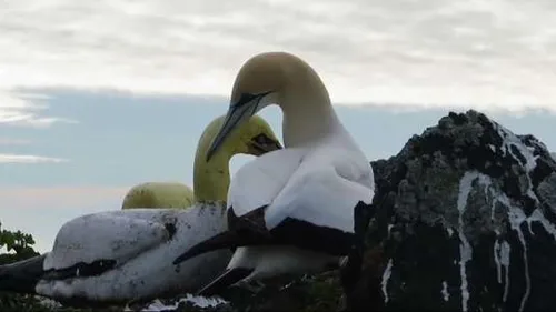 L'histoire déchirante de Nigel, un fou de Bassan amoureux d'oiseaux...