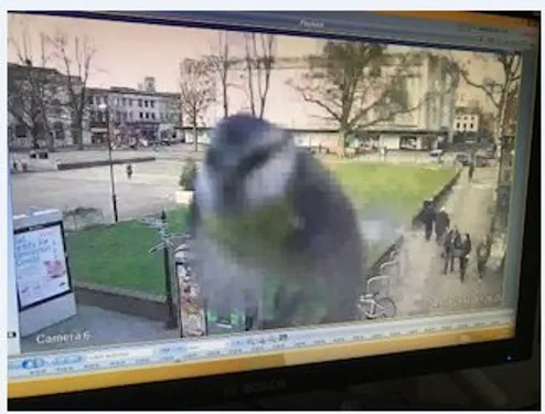 Steve, la mésange qui cause des soucis à la police