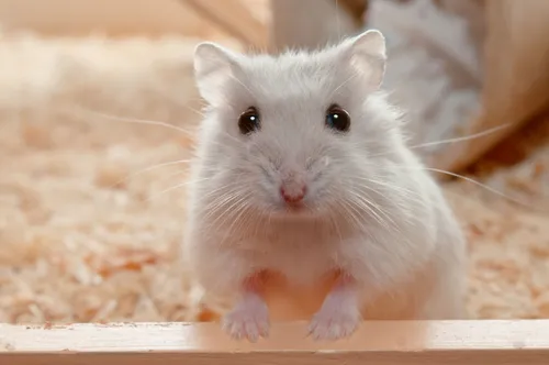 Son hamster refusé à bord, elle le jette dans les toilettes de...