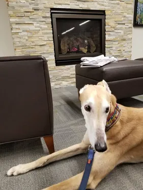 Un chien pour donner le goût de la lecture aux enfants