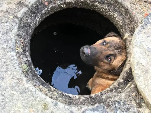 Un chien enfermé volontairement dans un puits, a été sauvé