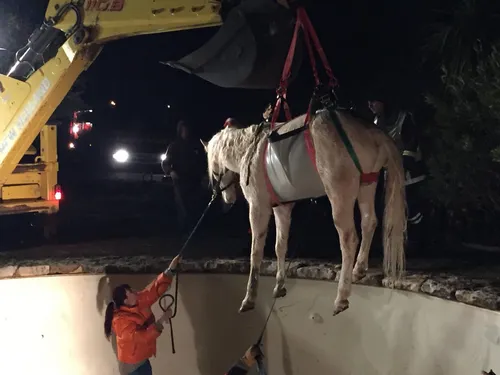 Lorgues : un cheval tombe dans la piscine et est sauvé par les...