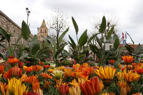 Allauch : le village va se parer de fleurs le 8 avril !